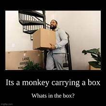 monkey carrying a box