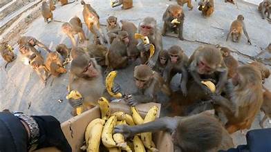 monkey carrying a box